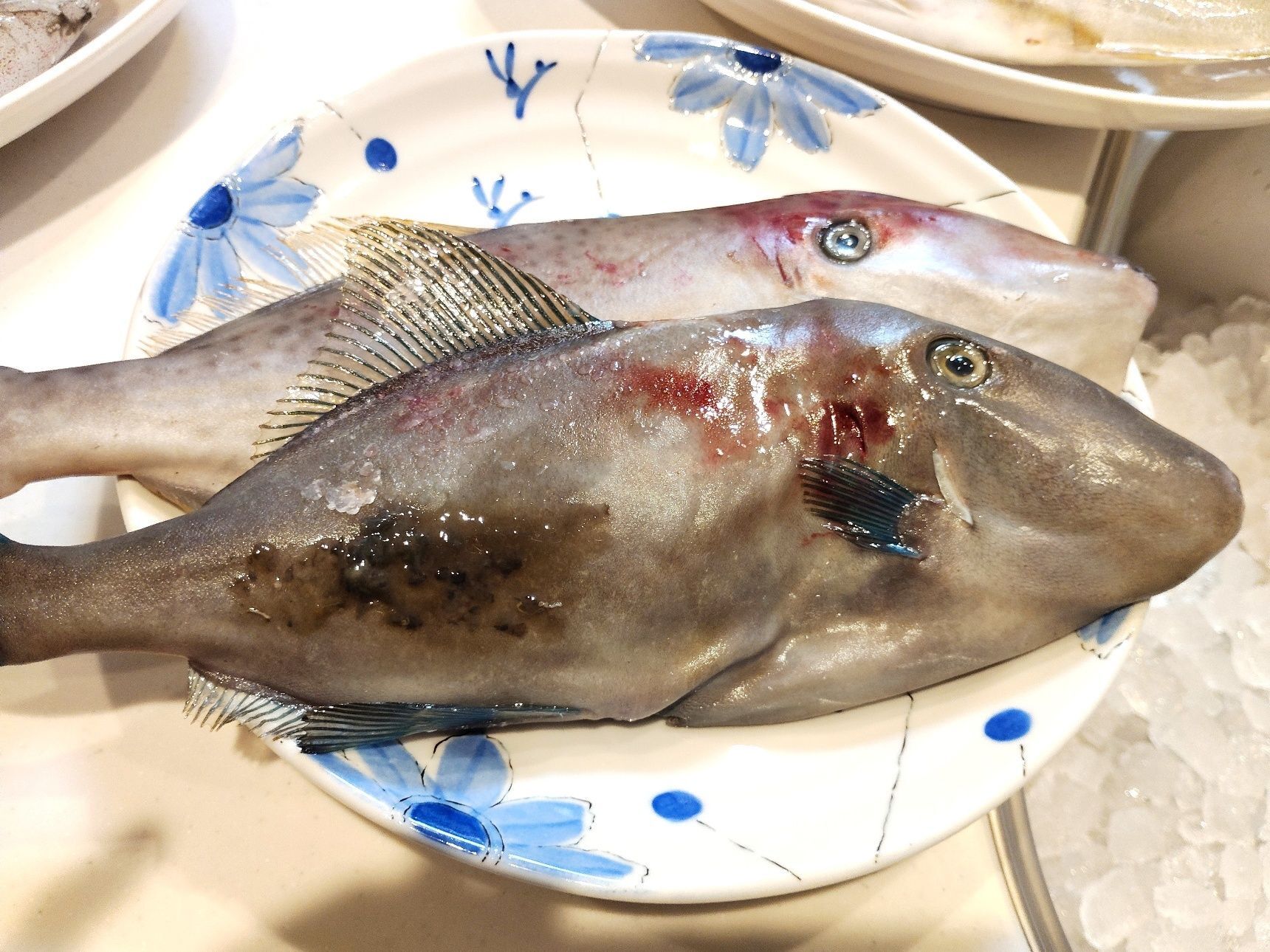 ウマヅラハギ