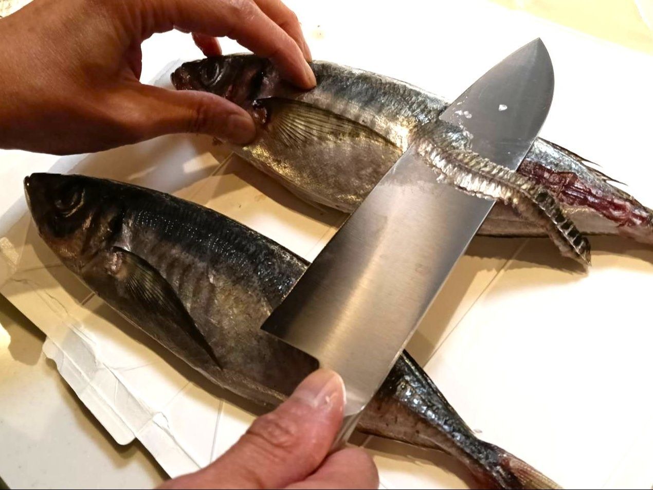 ぜいごとうろこをとる