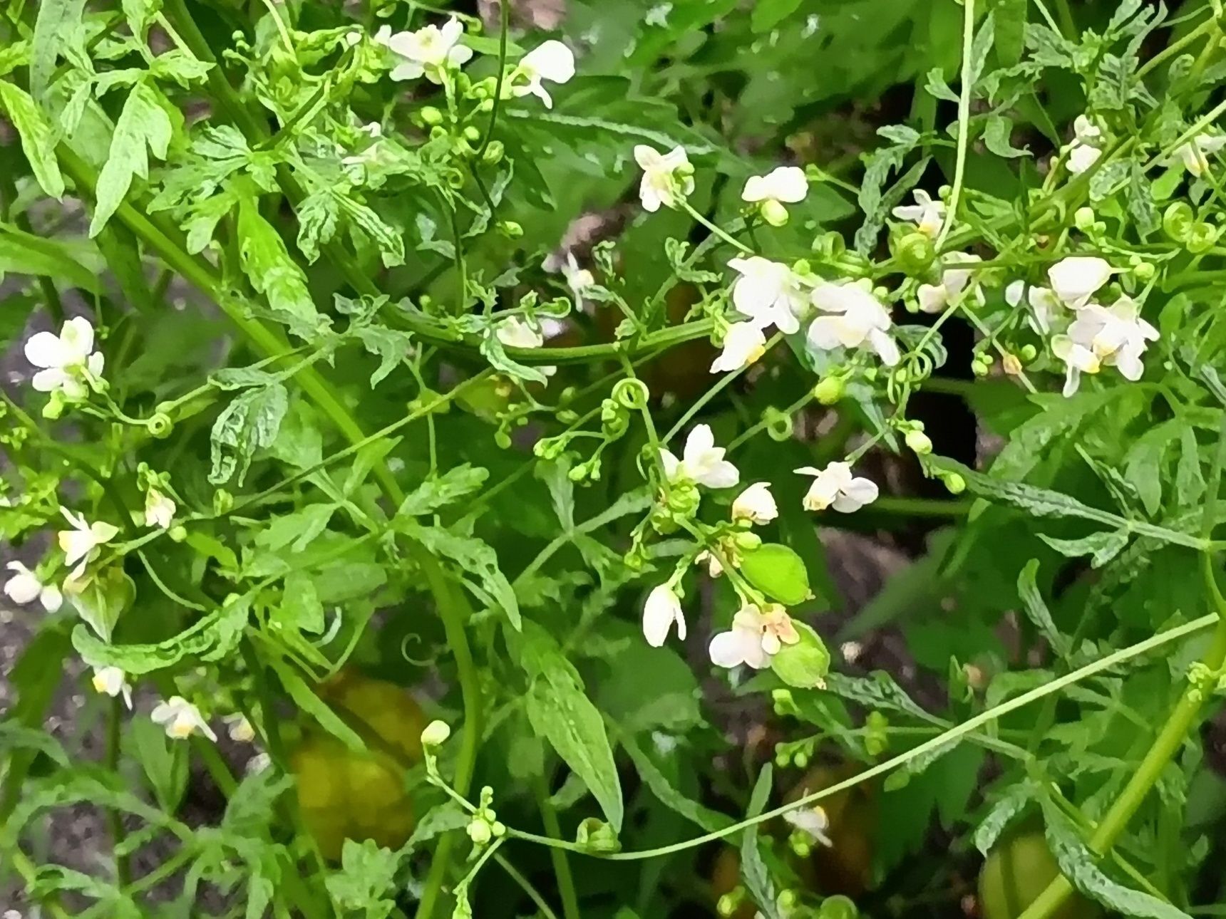 フウセンカズラ（風船葛）の花言葉は？