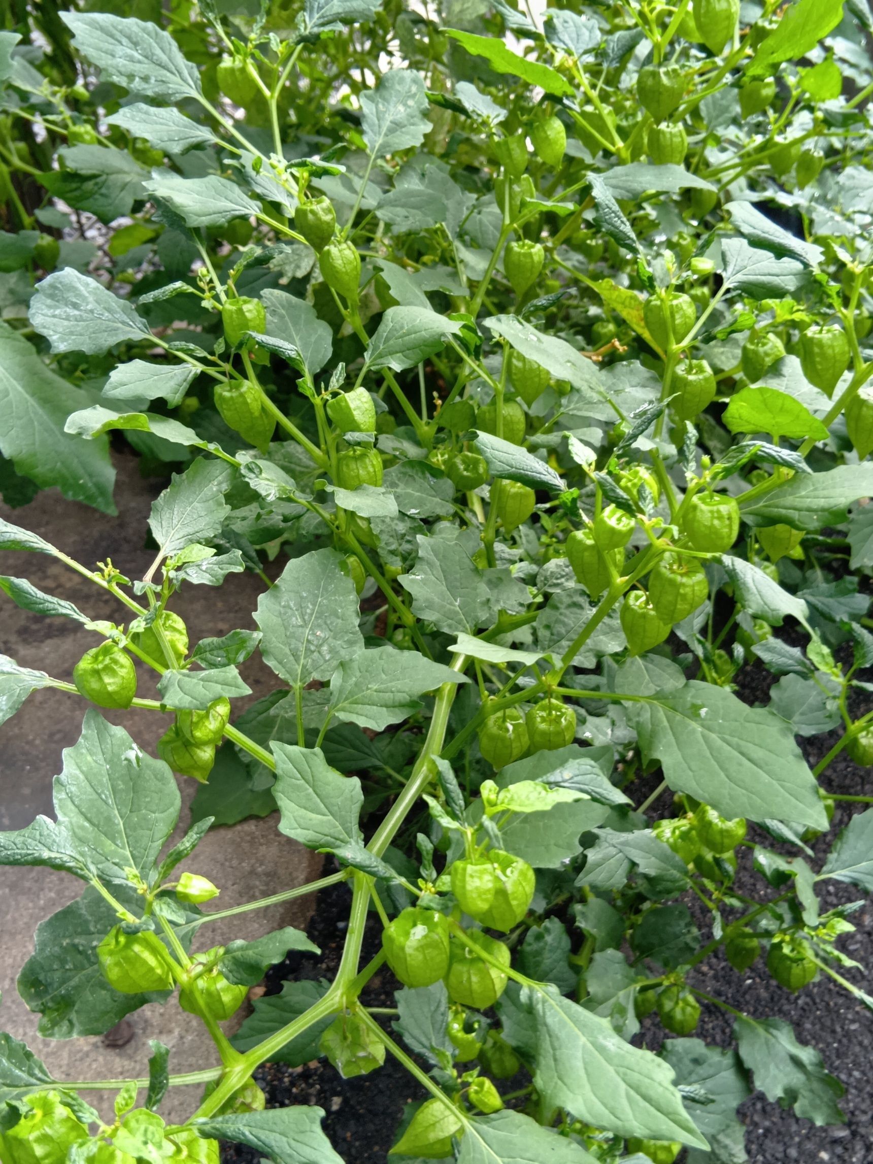 ちなみに、同じ日に撮影したこちらは、別の植物です！  こちらは、おそらくヒロハフウリンホオズキ（広葉風鈴酸漿）です。