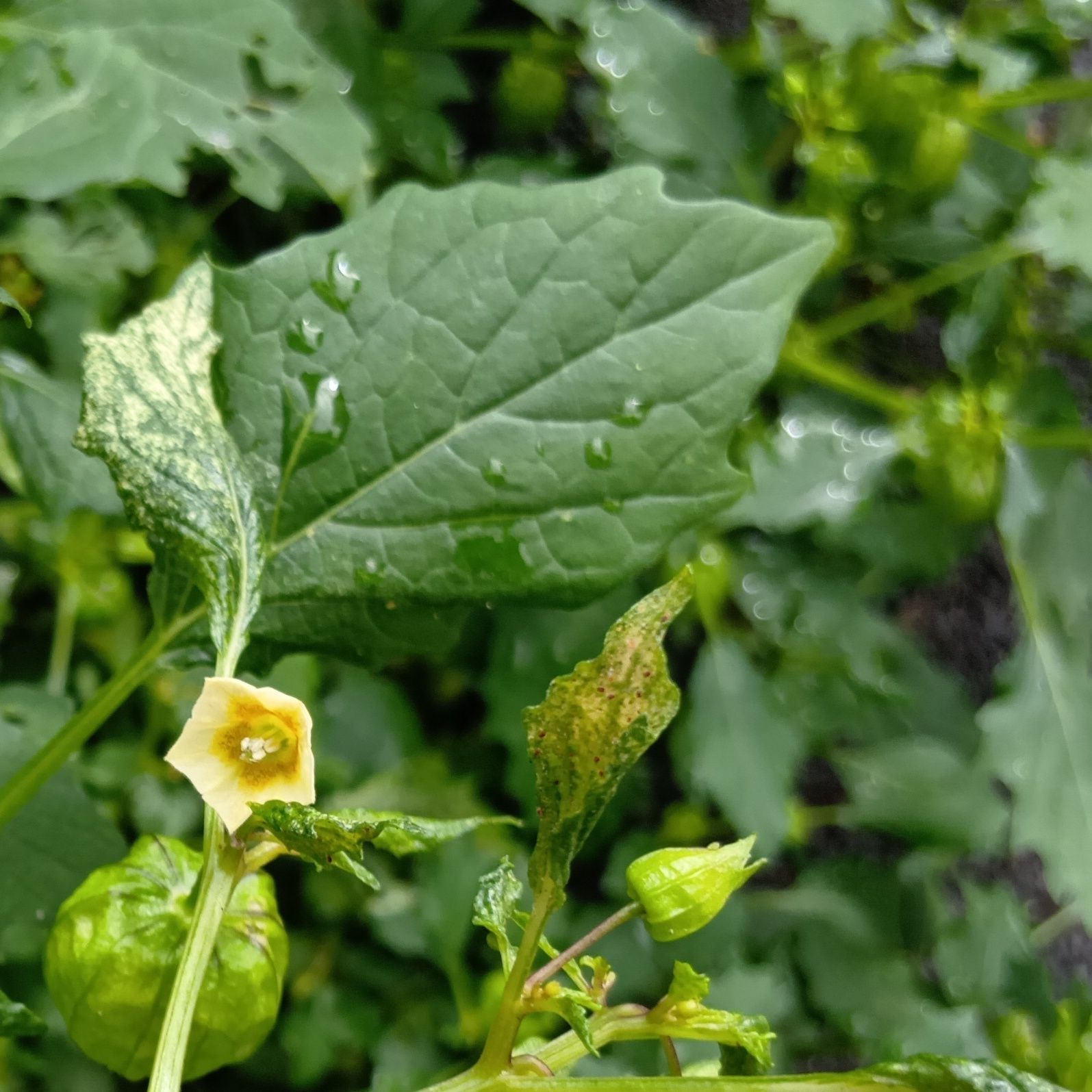 お花は、こんなふうに黄色！花言葉もあるよ！
