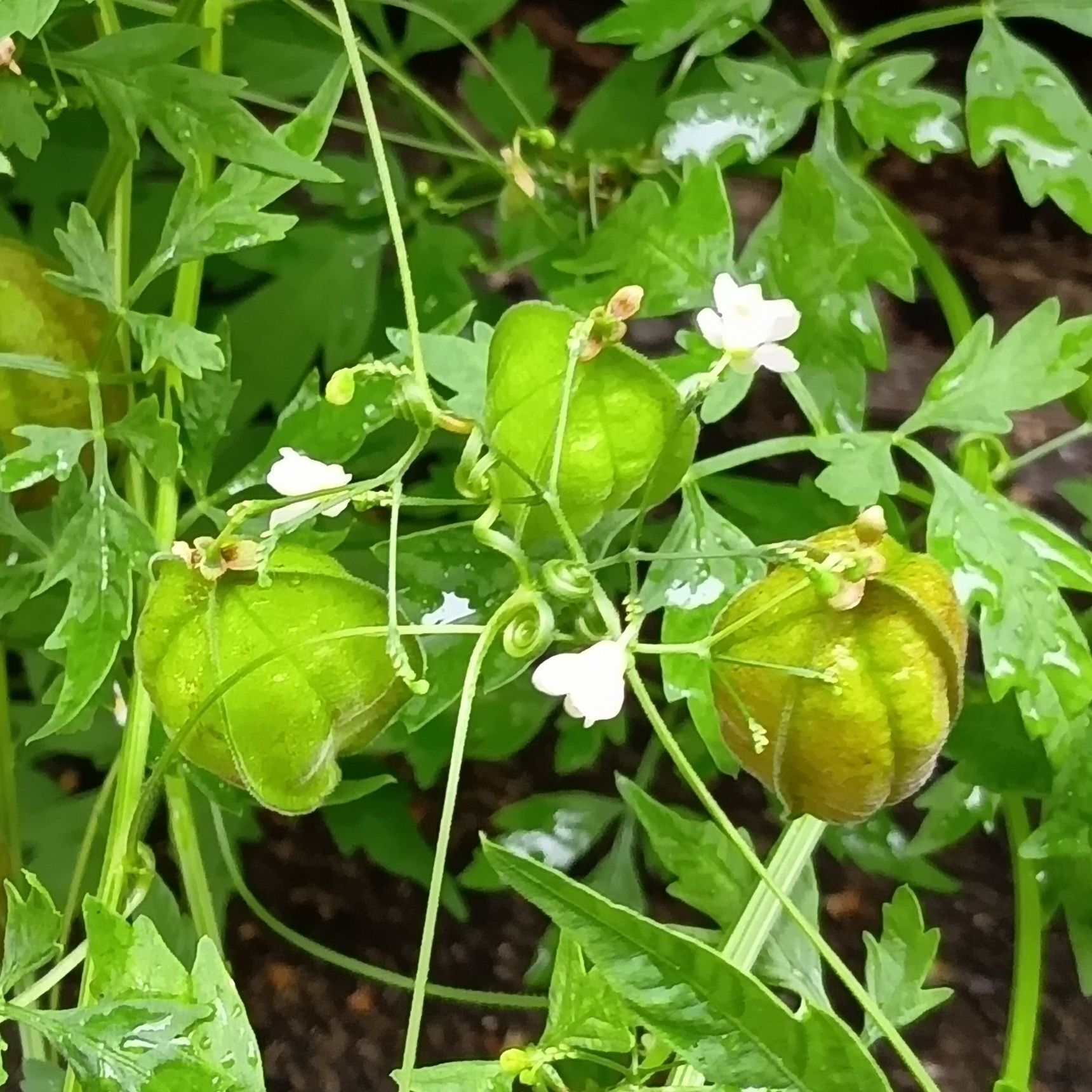 この植物は「フウセンカズラ（風船葛）」