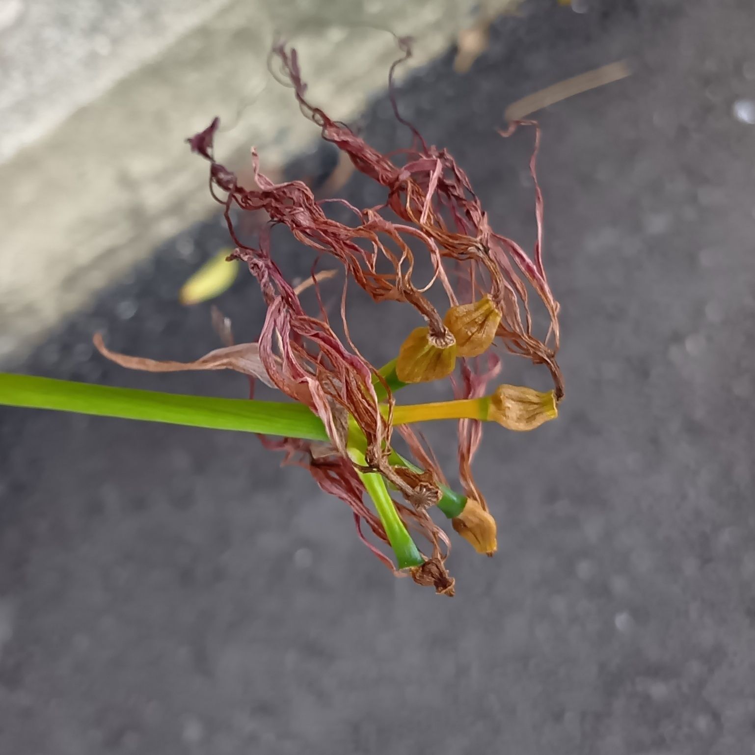 同じ日ですが、別場所で撮影しました！お花が画像のように枯れるとね～！