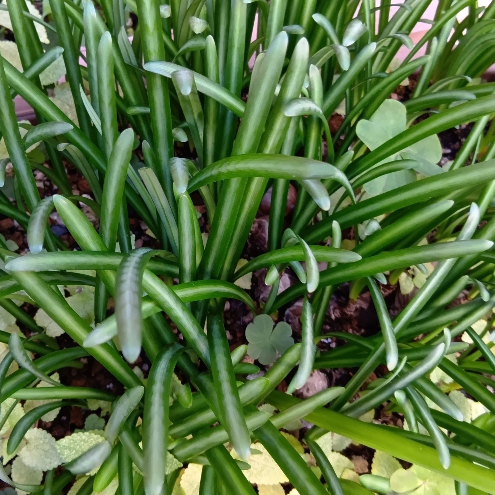 こんな風に、花が終わると今度はふさふさと葉が生えてくるんですよ！！！
