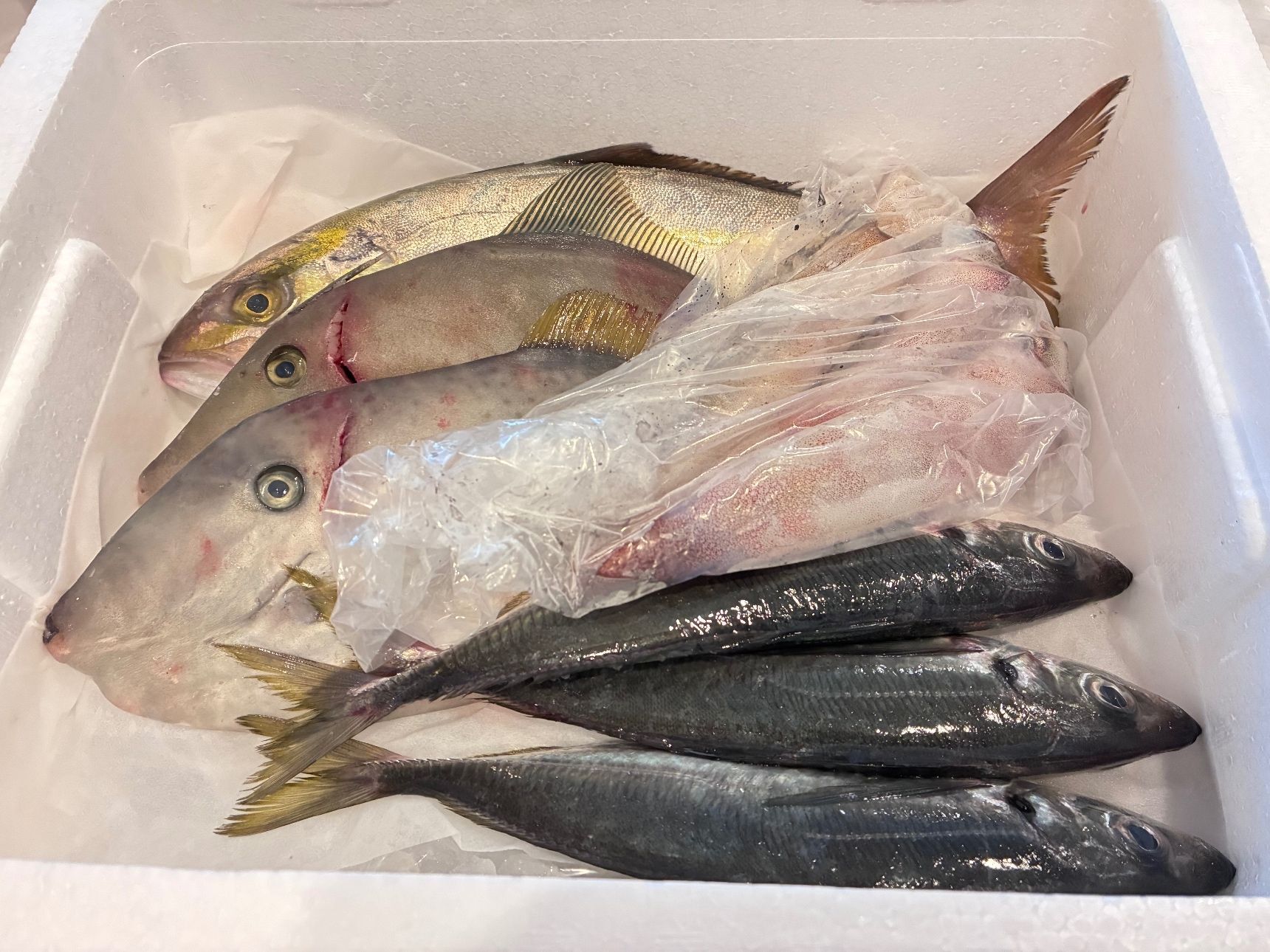 届いたお魚