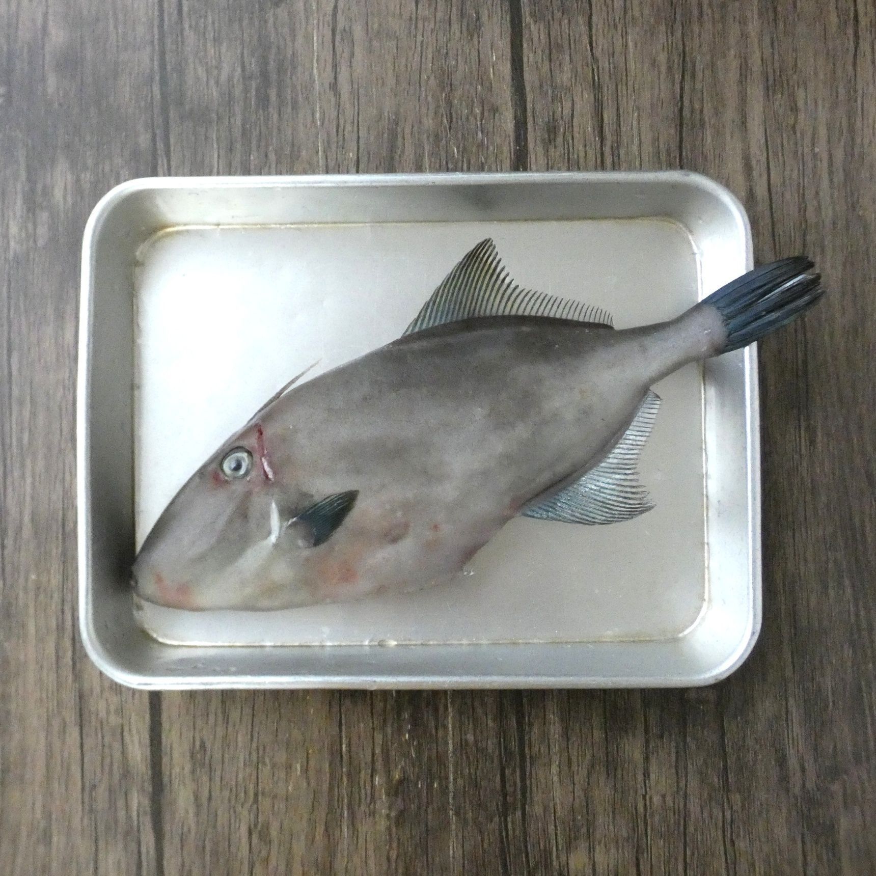 思ったよりも簡単にさばけた！ごはんが進むおかずになる「ウマヅラハギ」