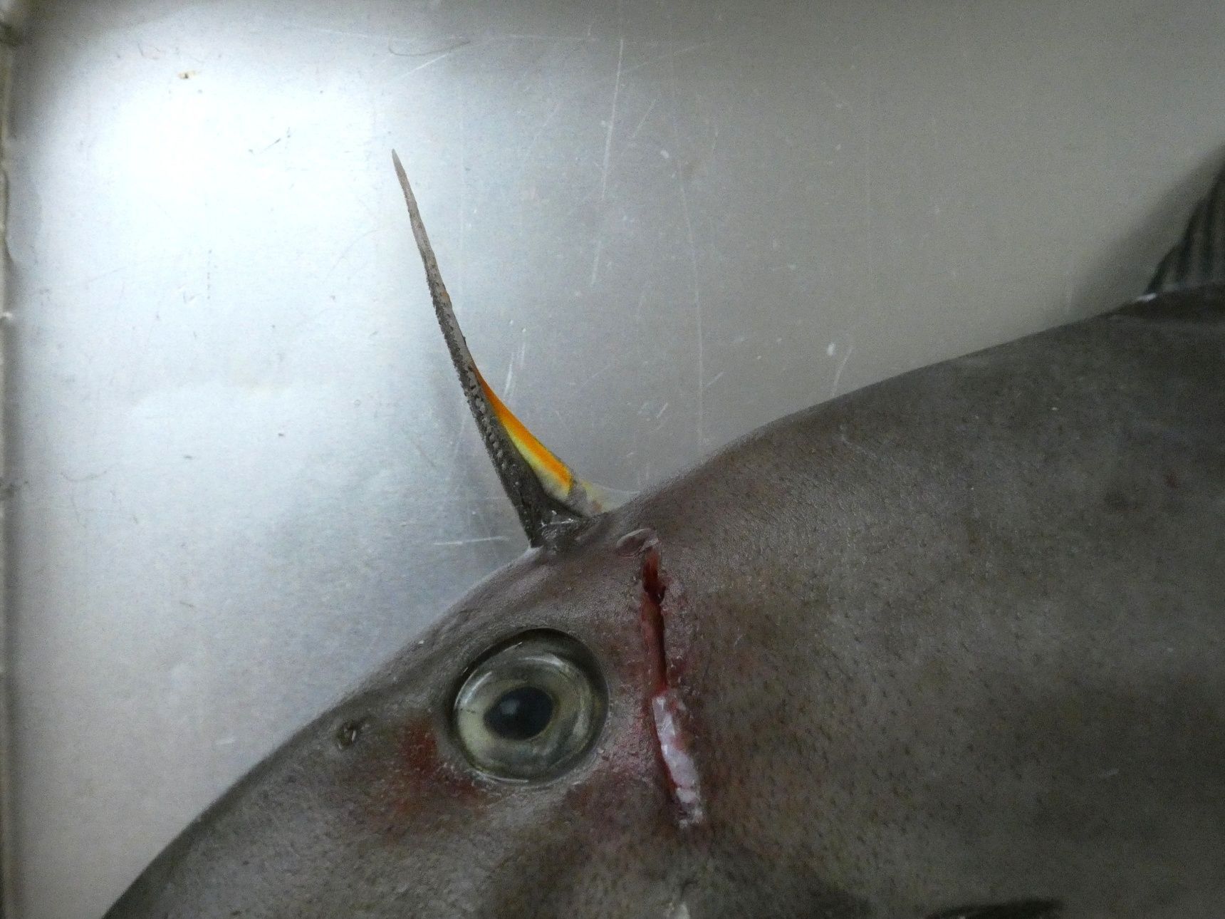 ウマヅラハギってどんな魚？