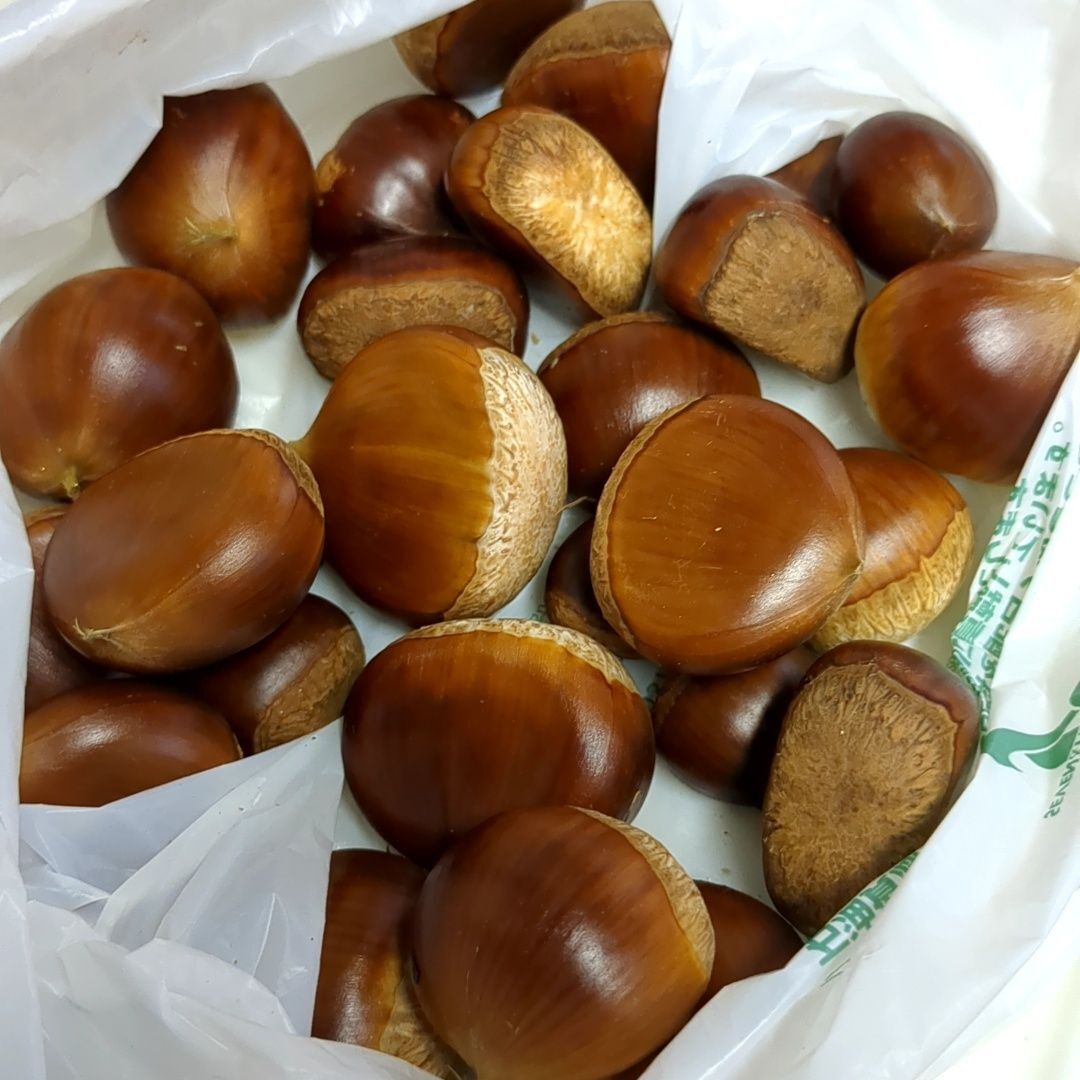 こちらが拾ってきた栗です！