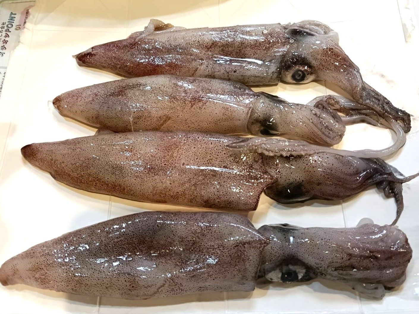 いかをさばく