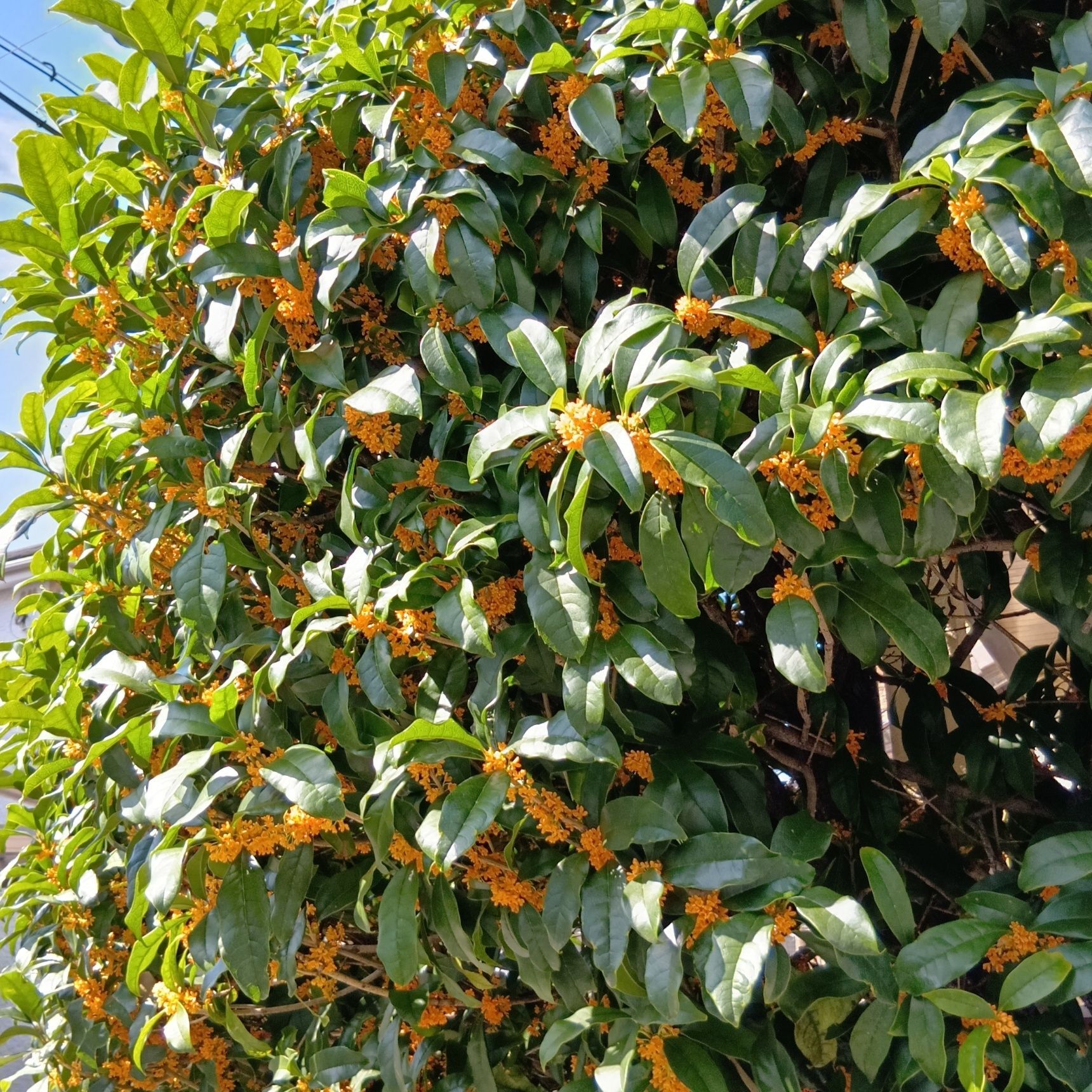 キンモクセイの花は意外と短い花の命？咲いた花はすぐに落下する？