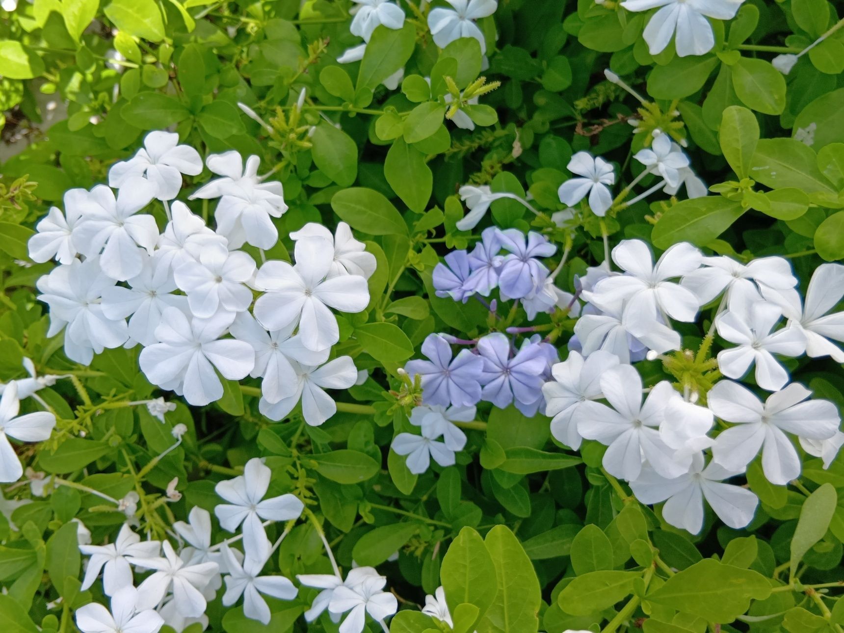 ルリマツリの花言葉は、「いつも明るい」「ひそかな情熱」「同情」です。