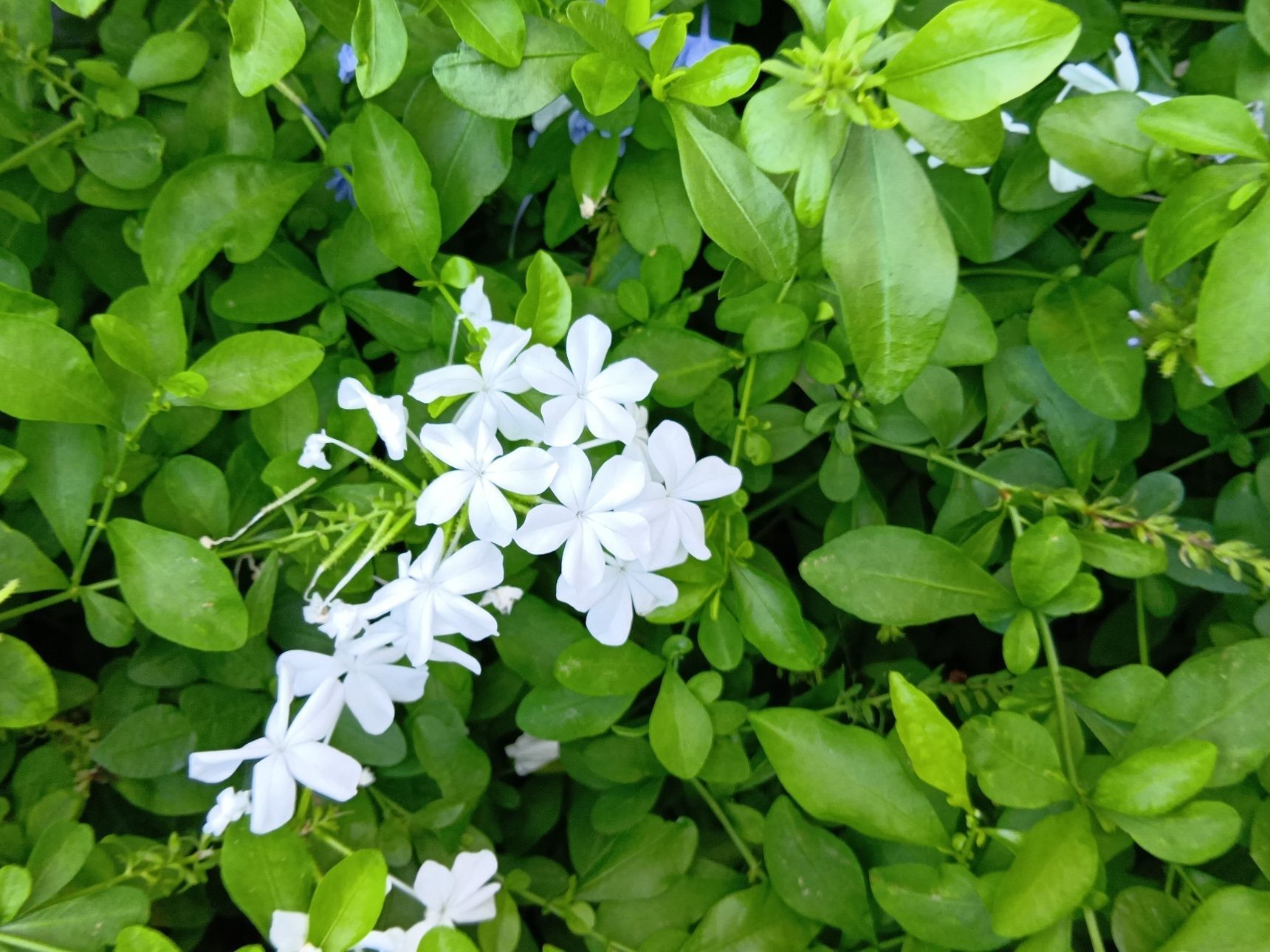 この植物は「ルリマツリ（瑠璃茉莉）」。別名「プルンバーゴ」「アオマツリ」「プルンバゴ」。