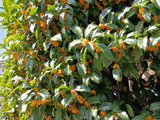 【10月】三大香木の一つの「キンモクセイ」お花と魅惑の香りの見頃は意外に短い？