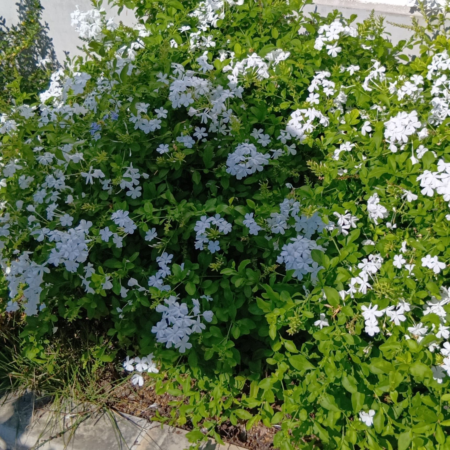 開花時期は６月～10月。