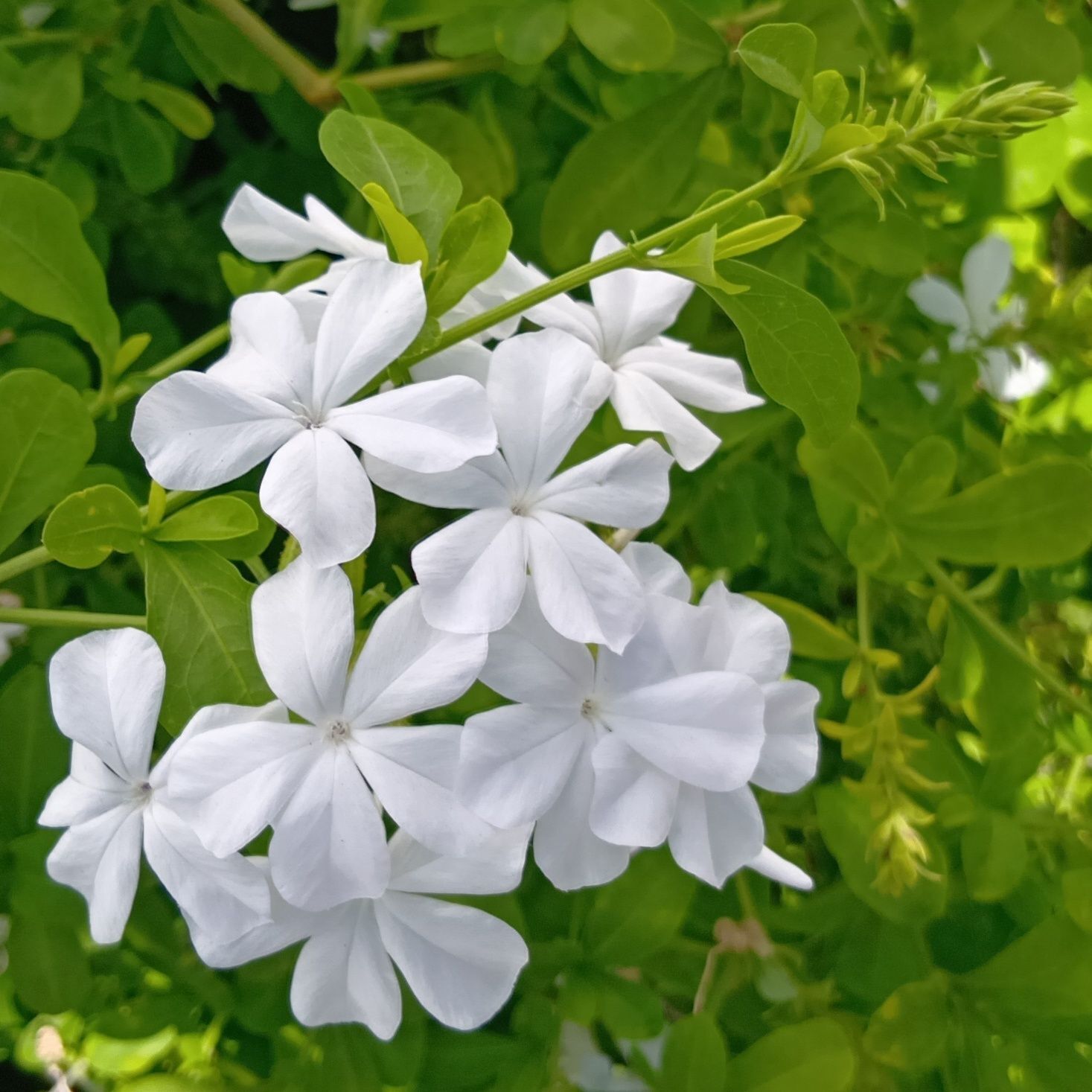 可憐で涼しげな花の姿とは裏腹に、子孫を残すためのたくましい工夫があるなんて、面白いですね！