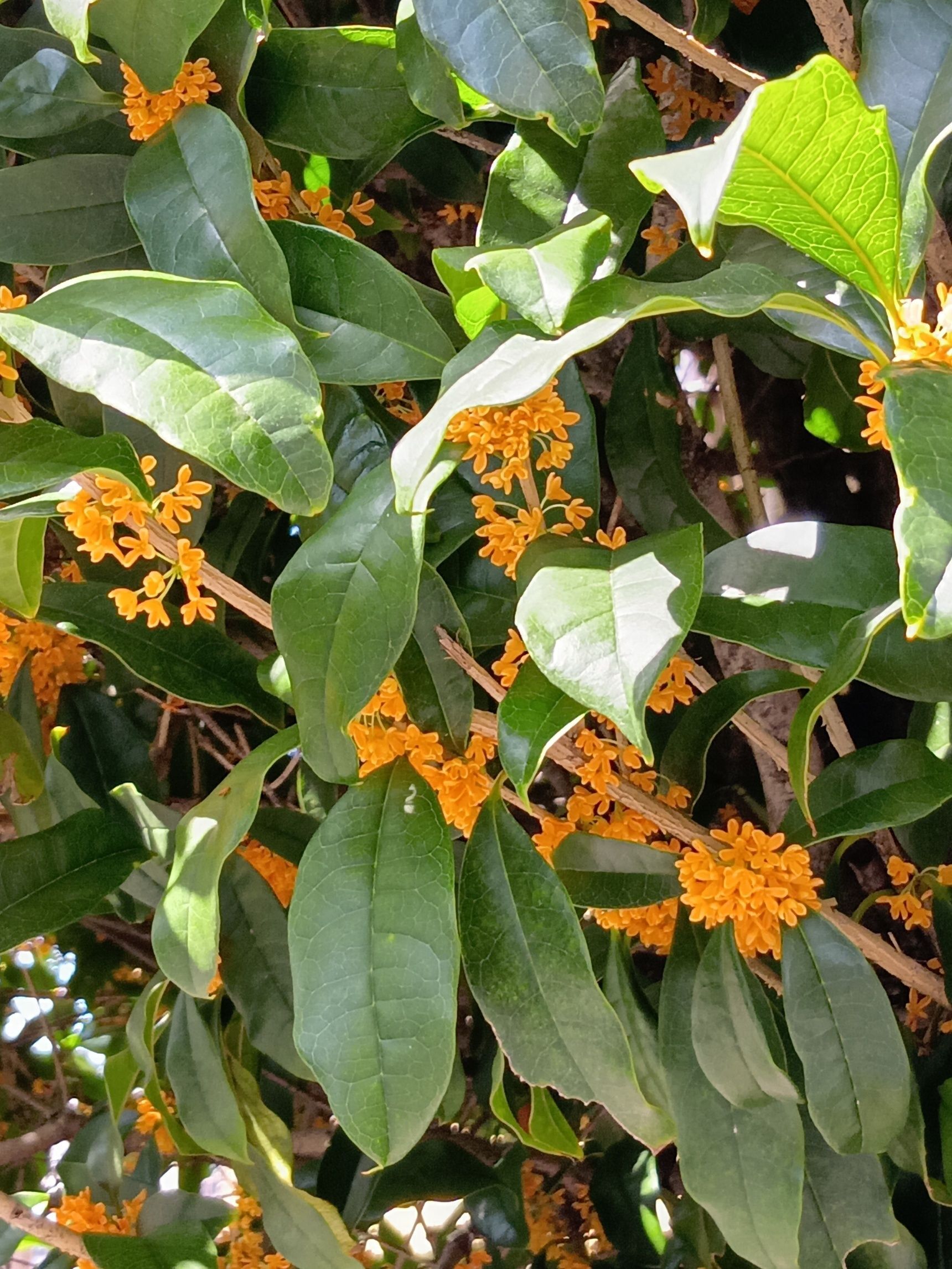 この植物は「キンモクセイ(金木犀)」です。