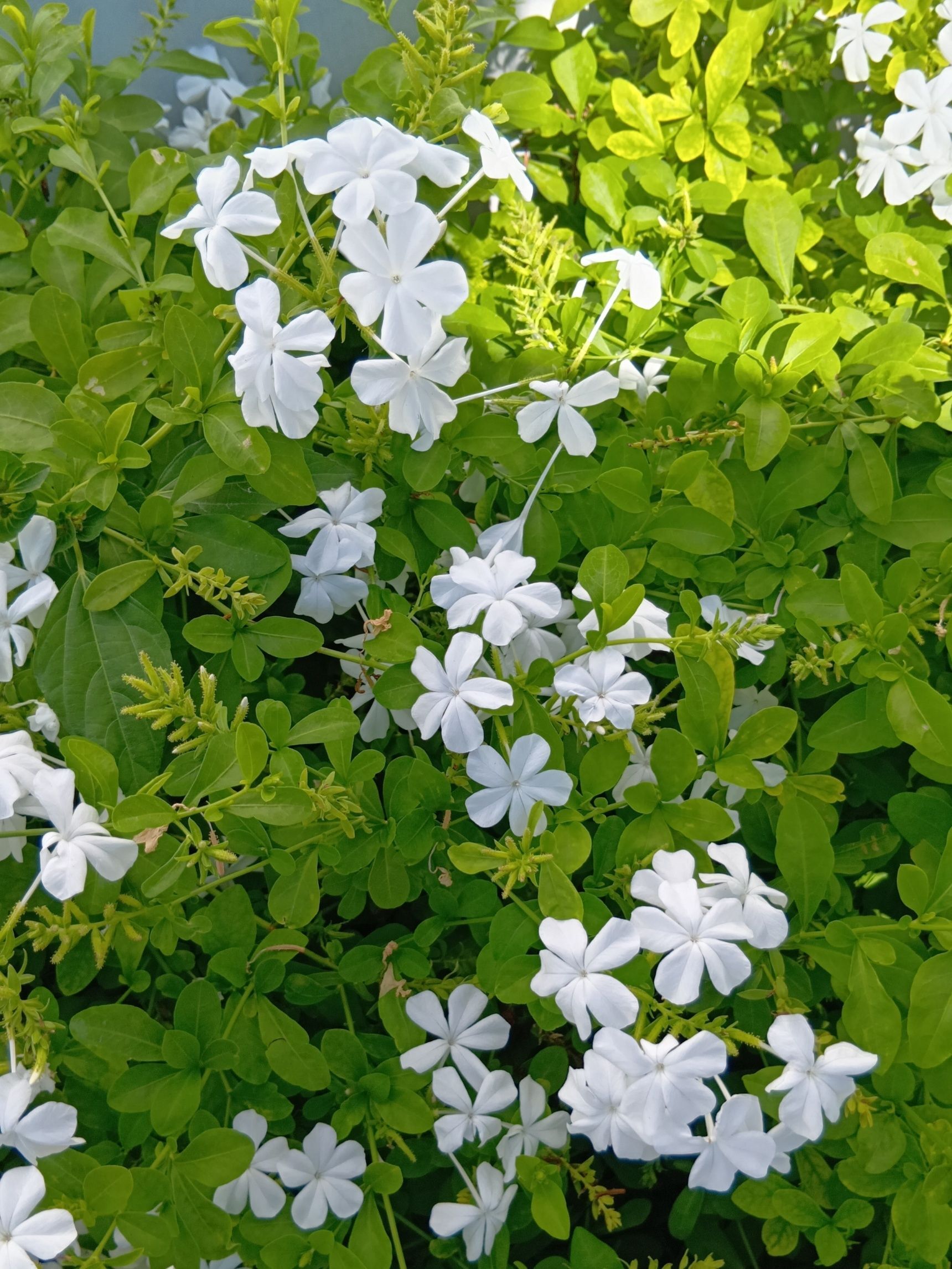 「ひそかな情熱」は、花が咲き終わったあとに粘液を出し、動物などにくっついて種を運んでもらう仕組みにちなんだ花言葉とされています！！！