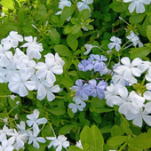 【10月道端の不思議な植物】服にひっつく？白や水色の花が可愛い！ルリマツリの意外な秘密とは？