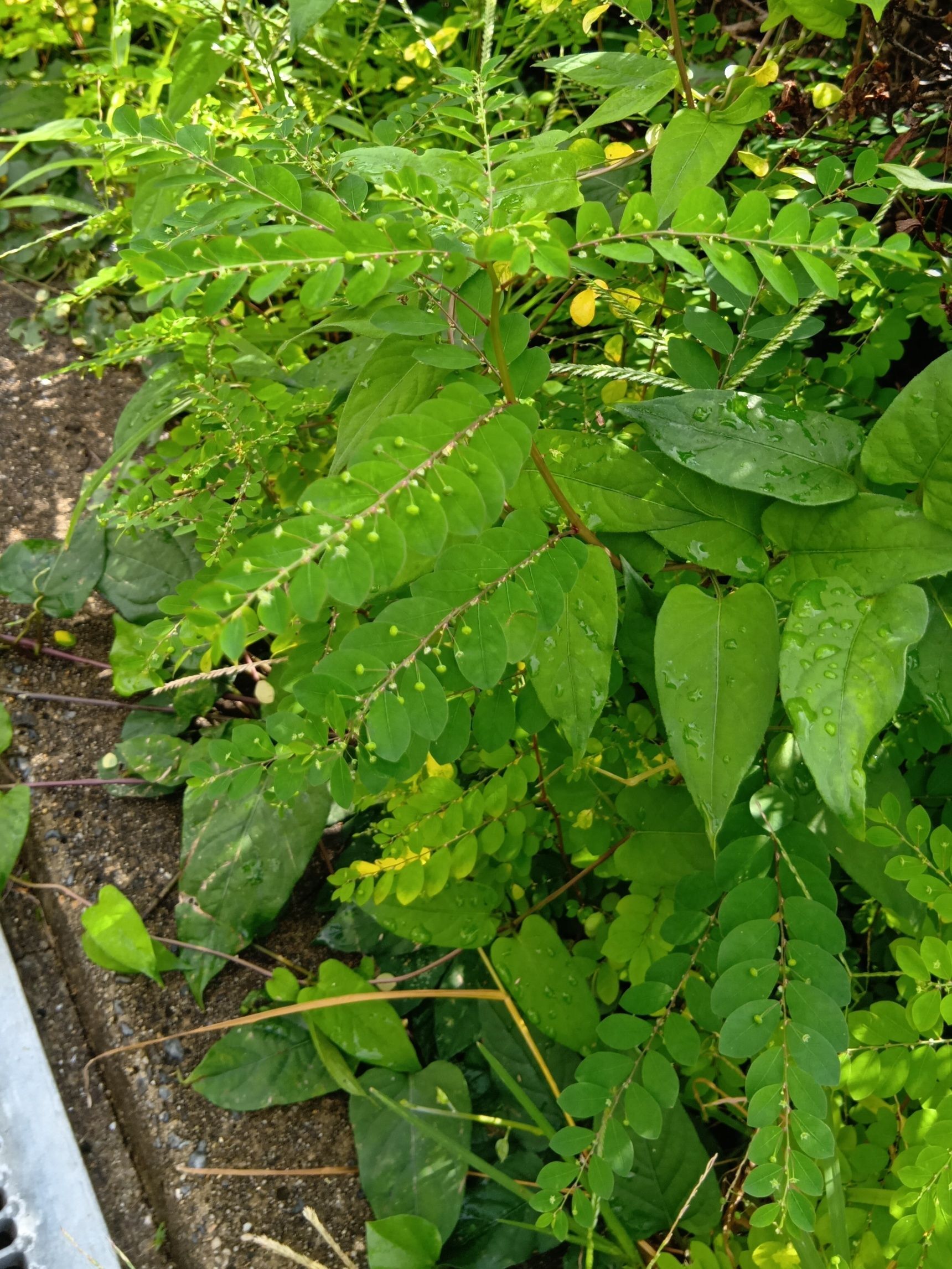 トウダイグサ科には毒を持つ植物も多い！