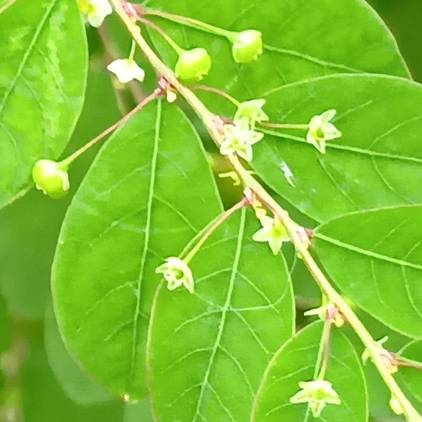 ナガエコミカンソウの花言葉は「秘めた意志」。