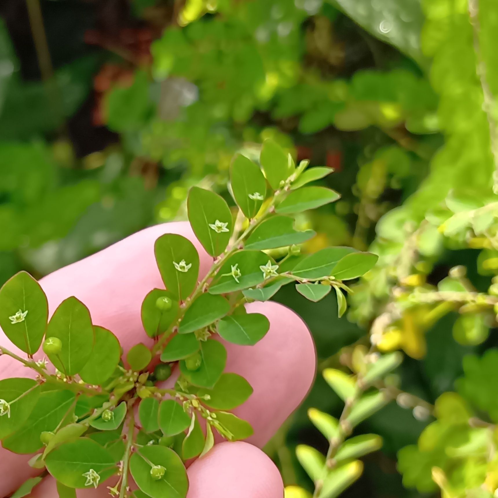 この植物は「コミカンソウ」の仲間の「ナガエコミカンソウ」です。漢字では「長柄小蜜柑草」と書きます。