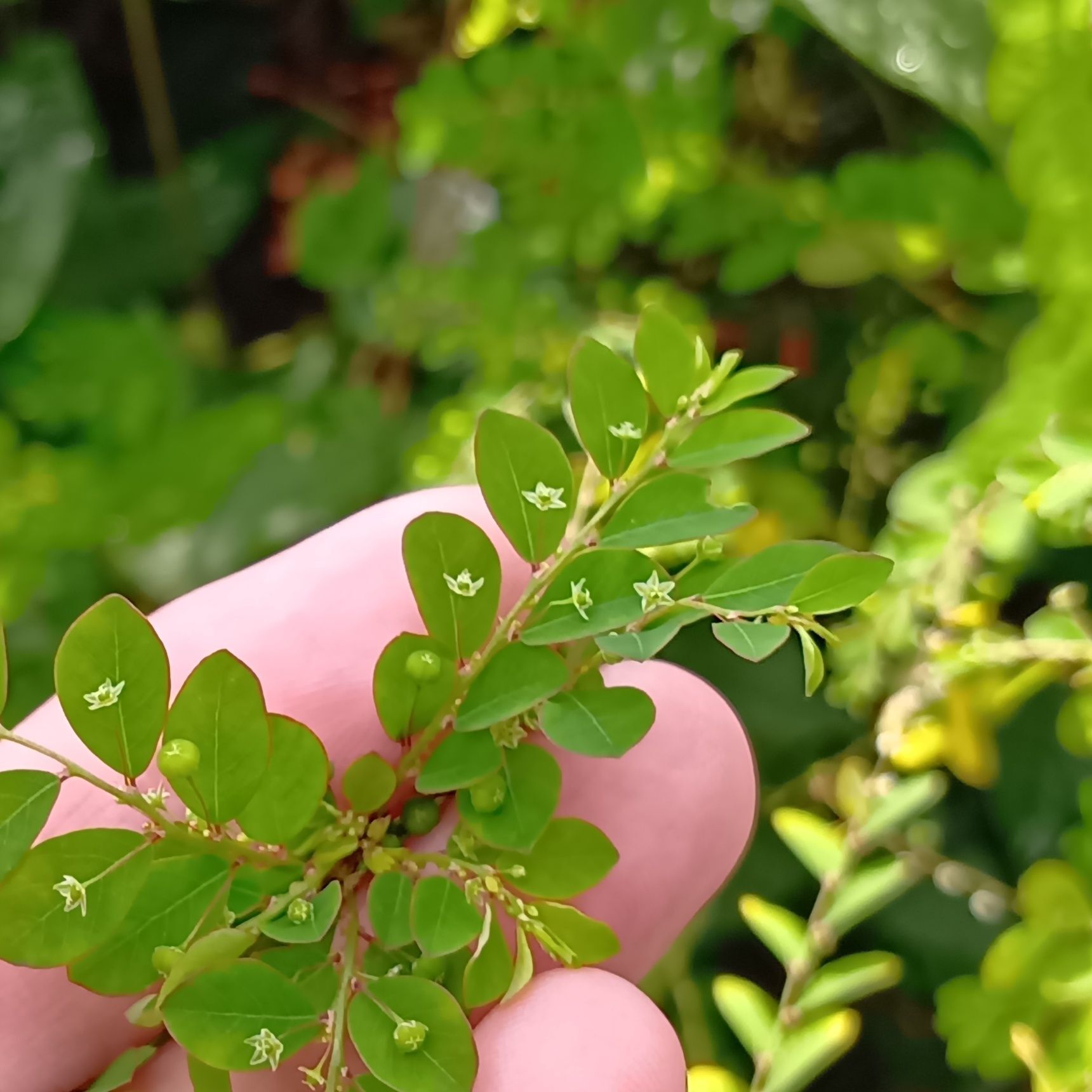 ナガエコミカンソウは、以前はトウダイグサ科に分類されていた植物です。トウダイグサ科には、毒性が知られている植物もあります。