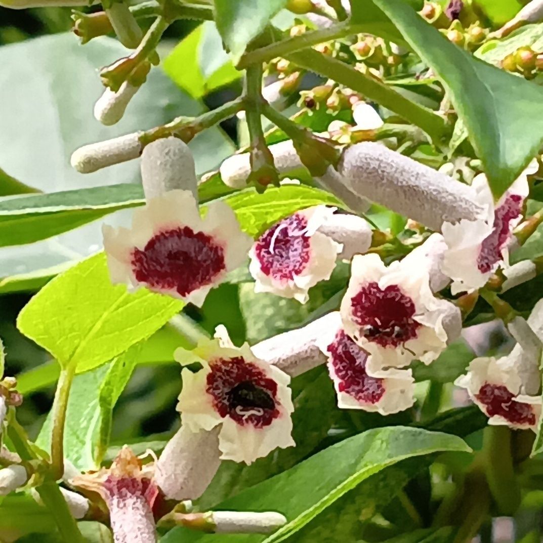 同じ場所で雑草化していたこの植物は、白い花の中心が赤紫色をした、小さなかわいらしい花を咲かせる「ヘクソカズラ（屁糞葛）」です。