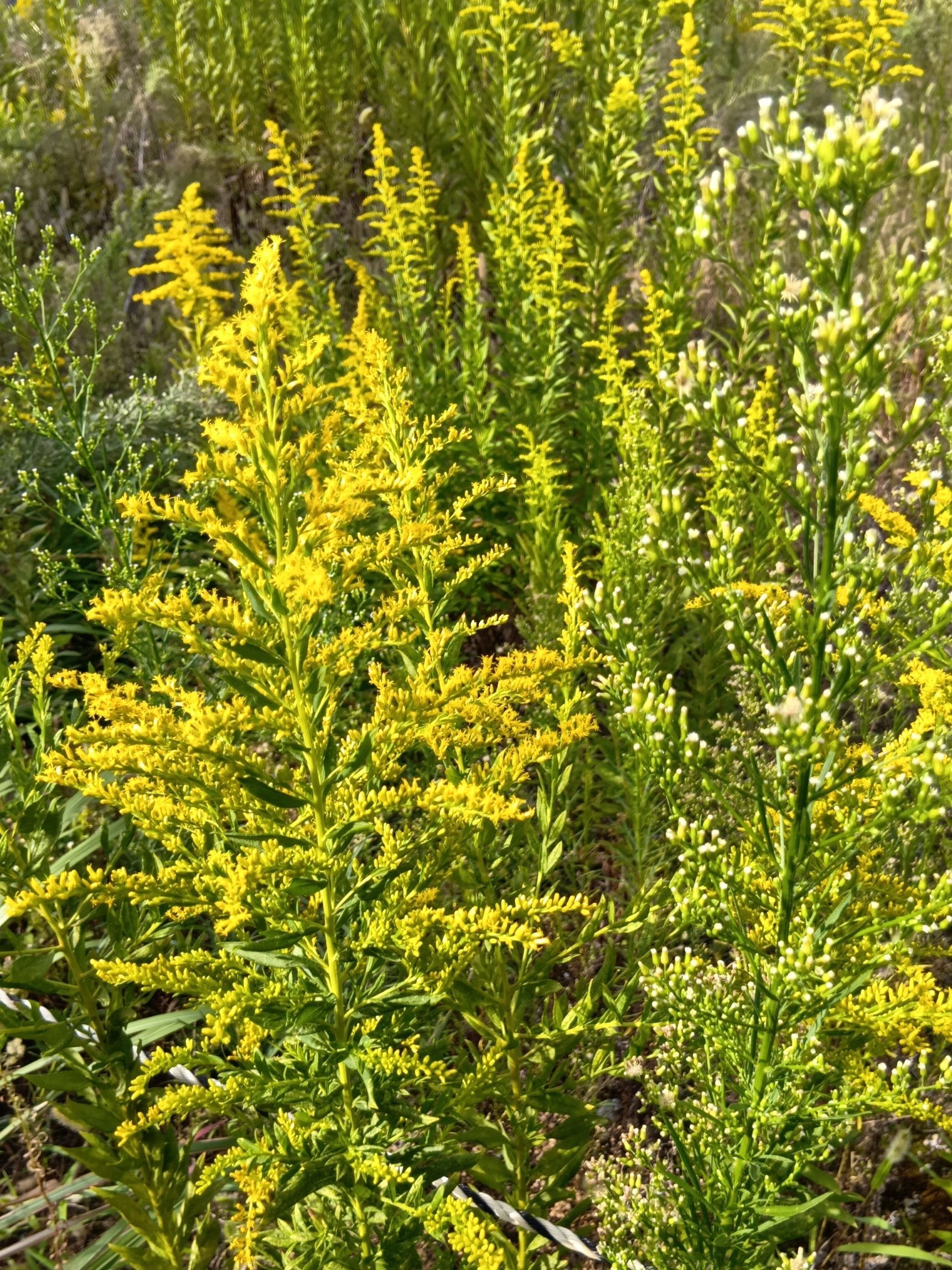 この植物は「セイタカアワダチソウ（背高泡立草）」。別名「セイタカアキノキリンソウ」。