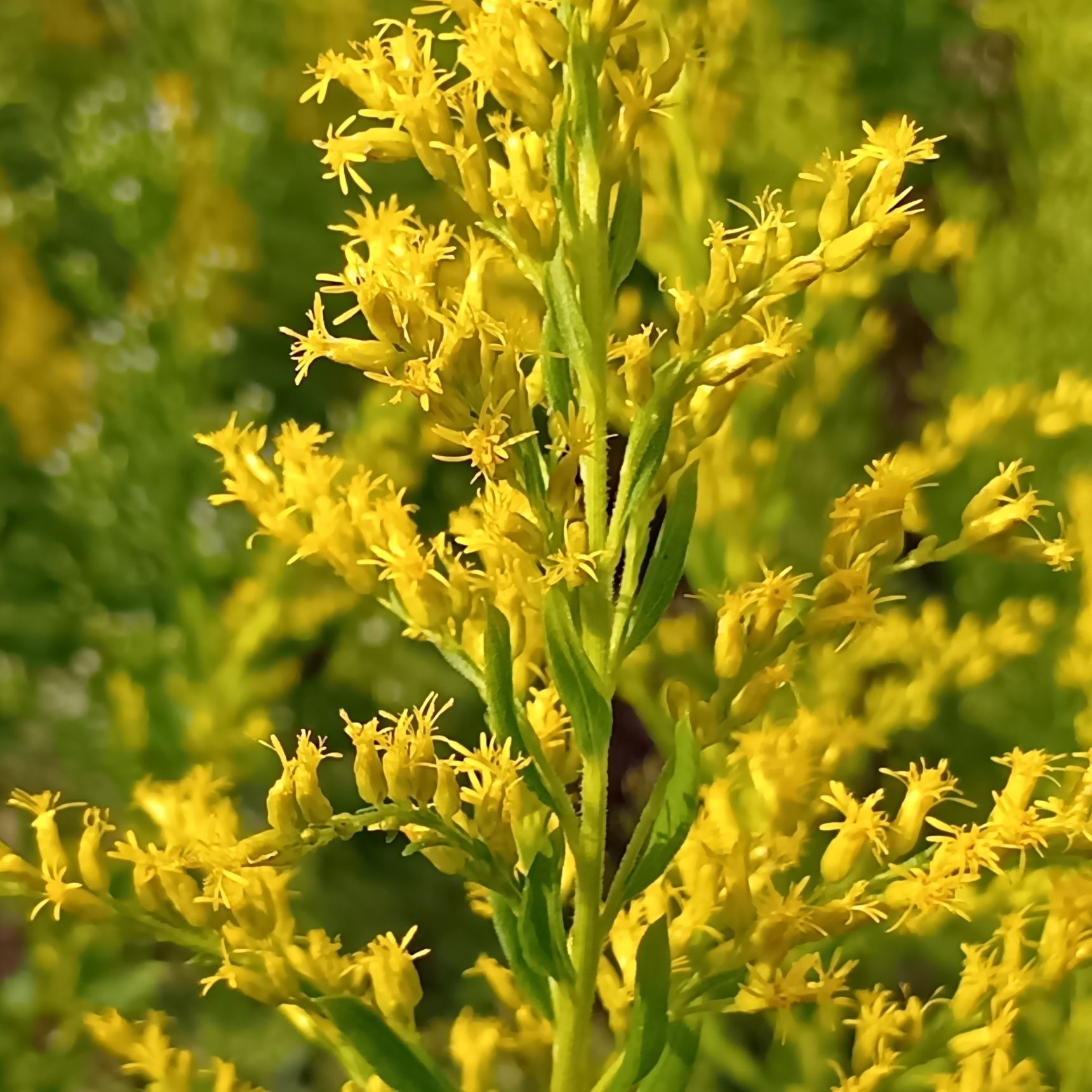 子供の頃は、背の高い草がびっしりと生い茂る姿を不気味に感じていましたが、虫たちにとっては、食料を得られる大切な場所になっているのですね。