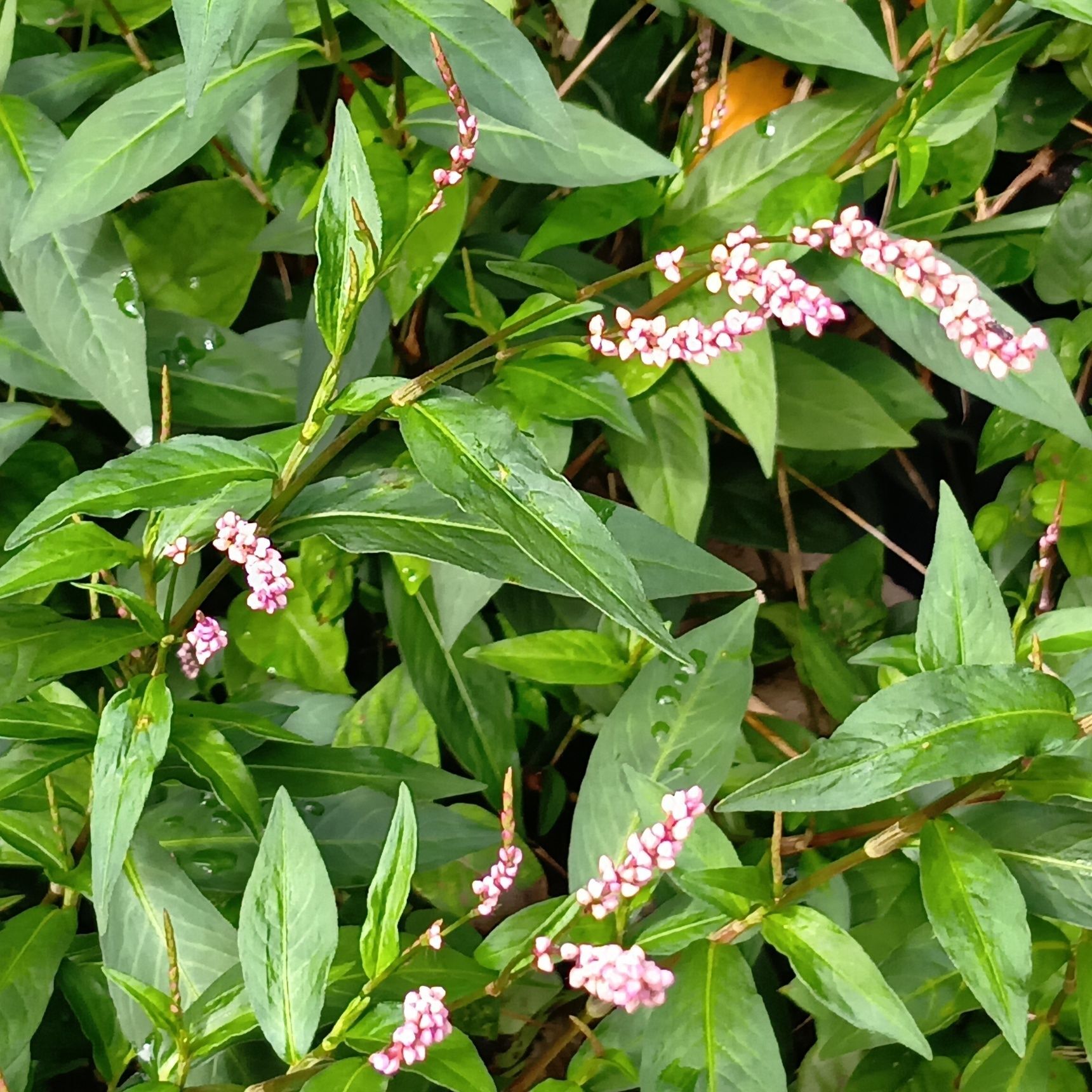 この植物は、道端や空き地などで見かける「イヌタデ（犬蓼）」です。