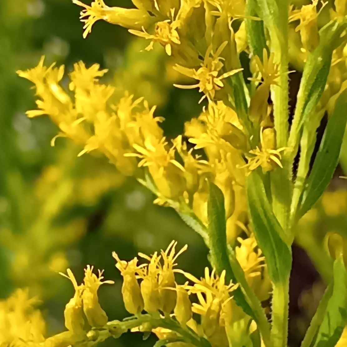 実は、よく似た秋の植物であるブタクサと混同されていたことが、大きな理由のひとつと考えられています。 ブタクサもセイタカアワダチソウと同じキク科の植物ですが、花粉を風に乗せて飛ばす「風媒花」です。一方、セイタカアワダチソウは、ハチやハナアブなどの昆虫が花粉を運ぶ「虫媒花」なんです。