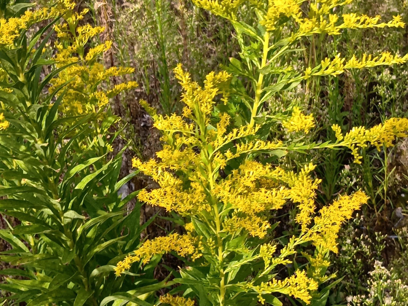 ところで、皆さんはこの植物に、どんなイメージをお持ちでしょうか？ かつては「喘息になる」「花粉症の原因になる」といわれ、厄介者のように扱われていたこともありました。 ところが、実はこの植物、花粉を運ぶ仕組みに大きな特徴があるんです。
