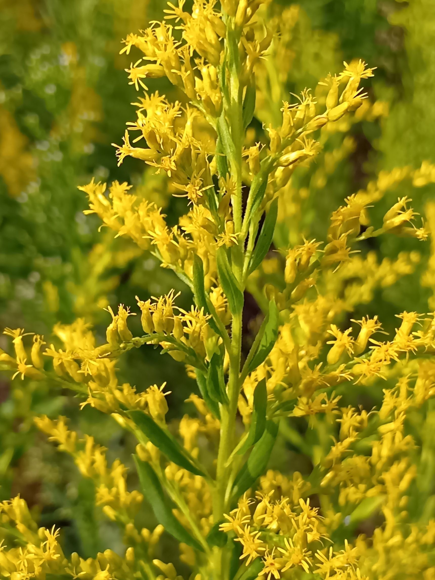 【10月道端の雑草】昔は怖かった！花粉症の原因は誤解？セイタカアワダチソウに集まる虫たち
