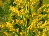 【10月道端の雑草】昔は怖かった！花粉症の原因は誤解？セイタカアワダチソウに集まる虫たち