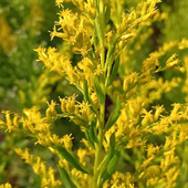 【10月道端の雑草】昔は怖かった！花粉症の原因は誤解？セイタカアワダチソウに集まる虫たち