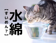 【水綿】なんて読む？「すいめん」でも「みずわた」でもありませんよ！【読めそうで読めない漢字クイズ】