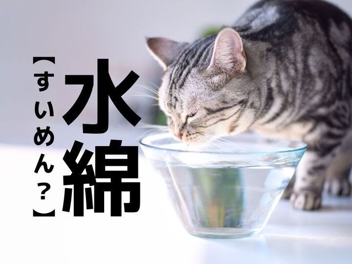 【水綿】なんて読む?「すいめん」でも「みずわた」でもありませんよ!【読めそうで読めない漢字クイズ】
