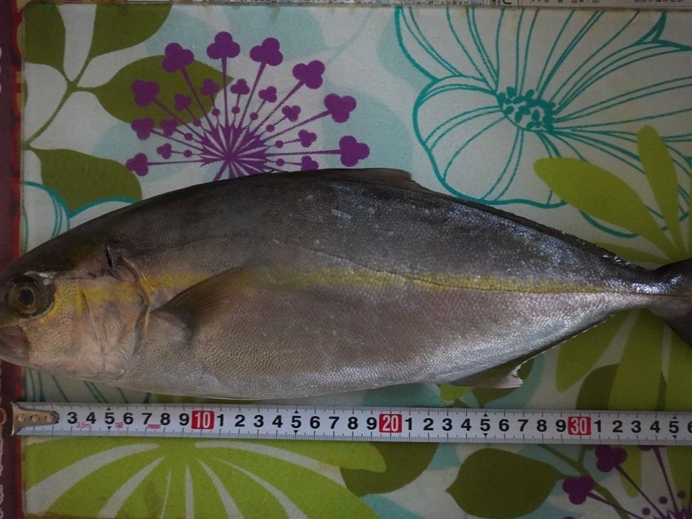 アカバナとはこんな魚！