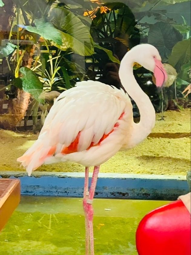 ガラス越しに本物のフラミンゴを眺めながらおいしい食事