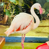 ガラス越しに本物のフラミンゴを眺めながらおいしい食事