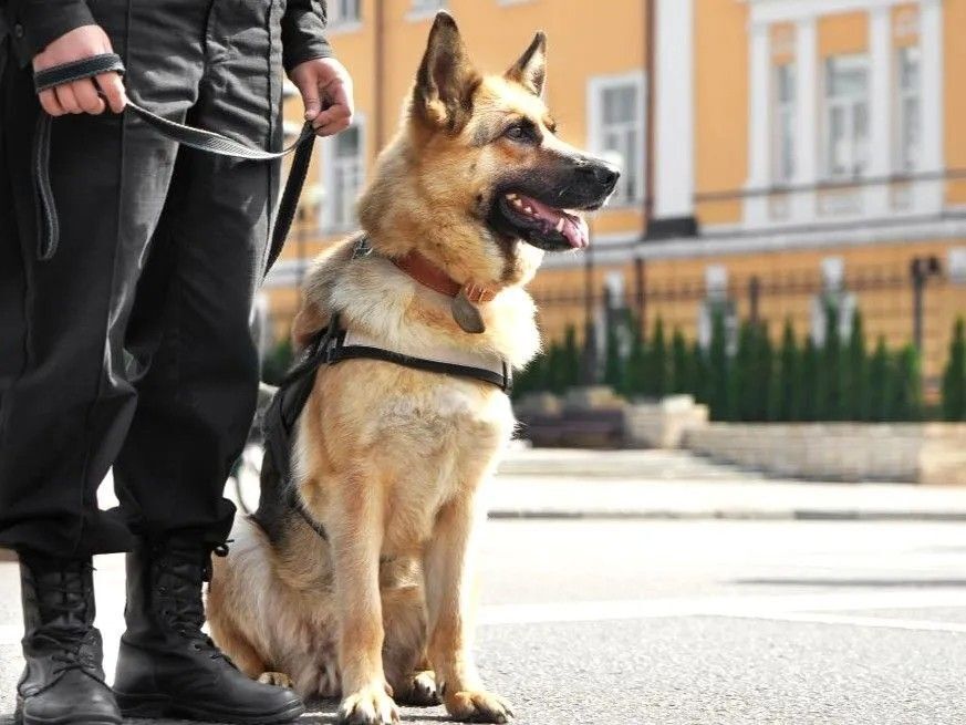 警察犬はいるのに"警察猫"がほとんどいないのはどうして?→理由に「やっぱりね!」と納得
