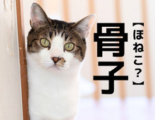 【骨子】なんて読む？「ほねこ…？」ではありません【読めそうで読めない漢字クイズ】