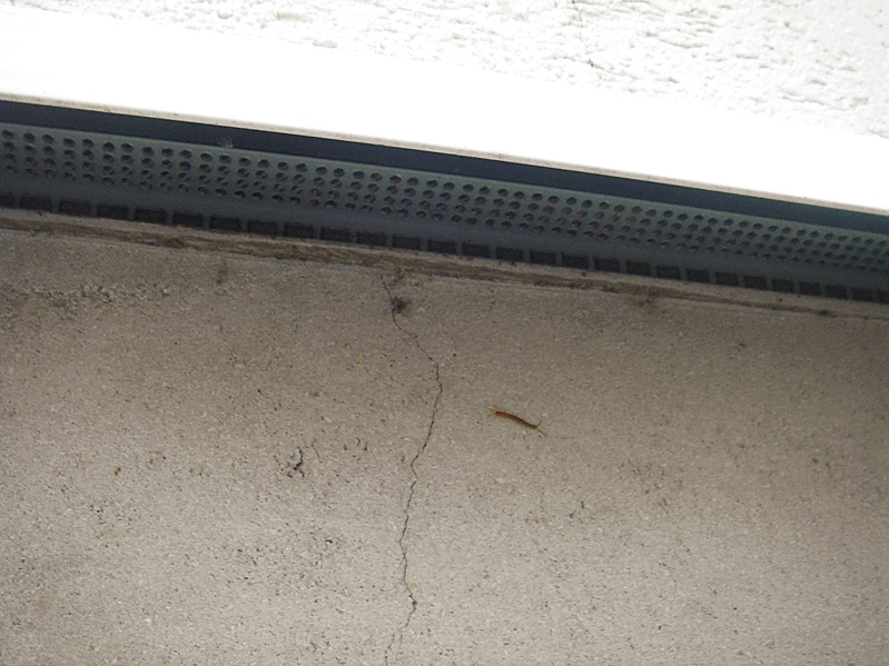 心配のないひび