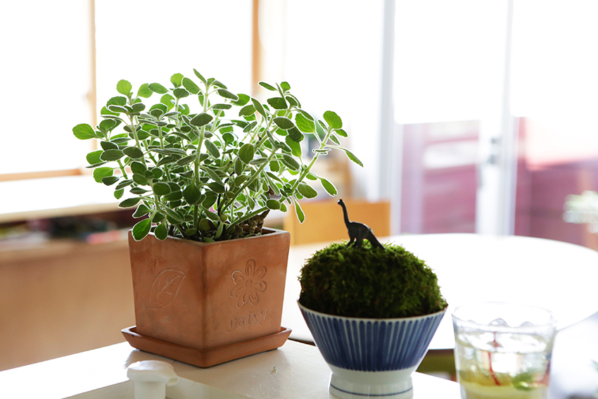 お茶碗を苔玉の鉢カバーに、上に恐竜を添えて
