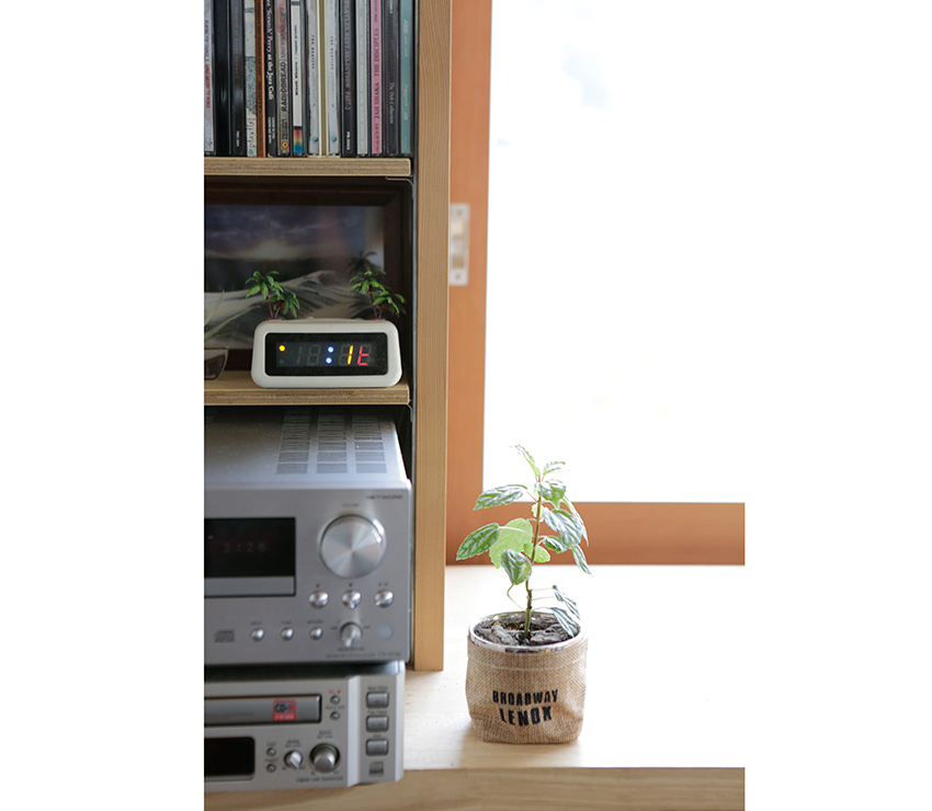 透けて見える葉脈がかっこいいピレエ